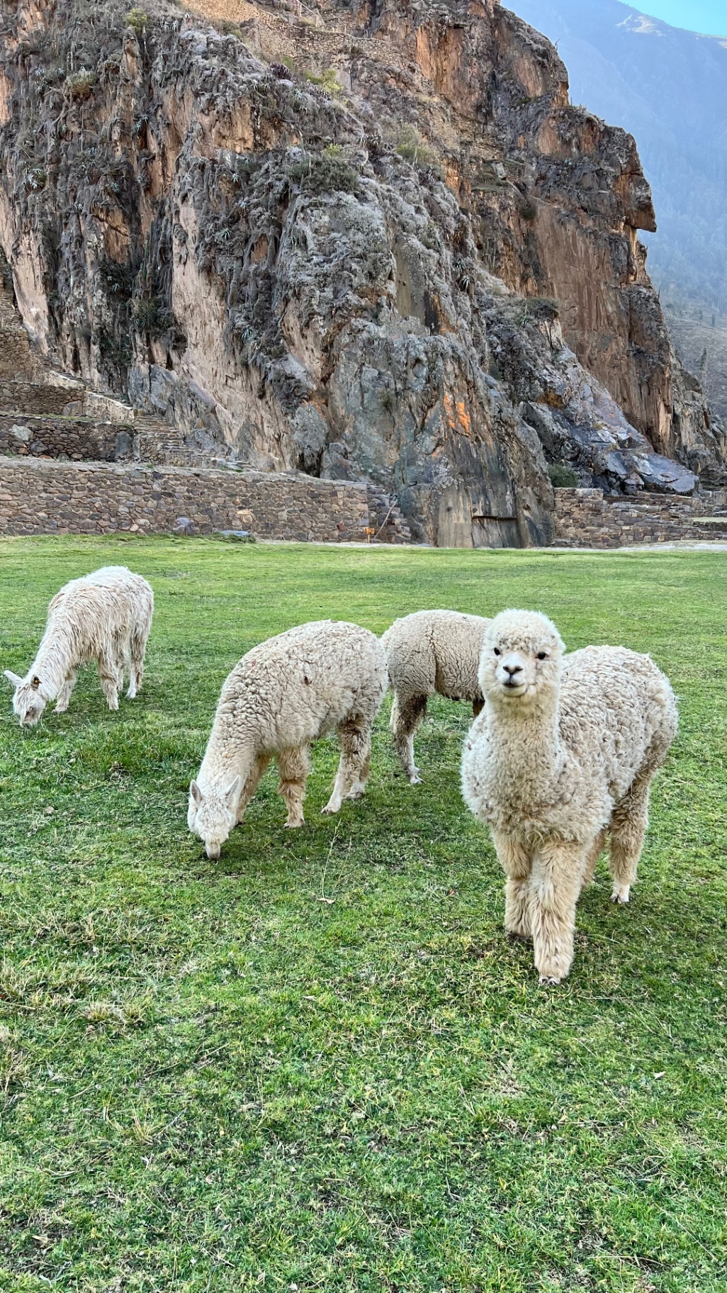 Three alpacas grazing beside the archaeological site