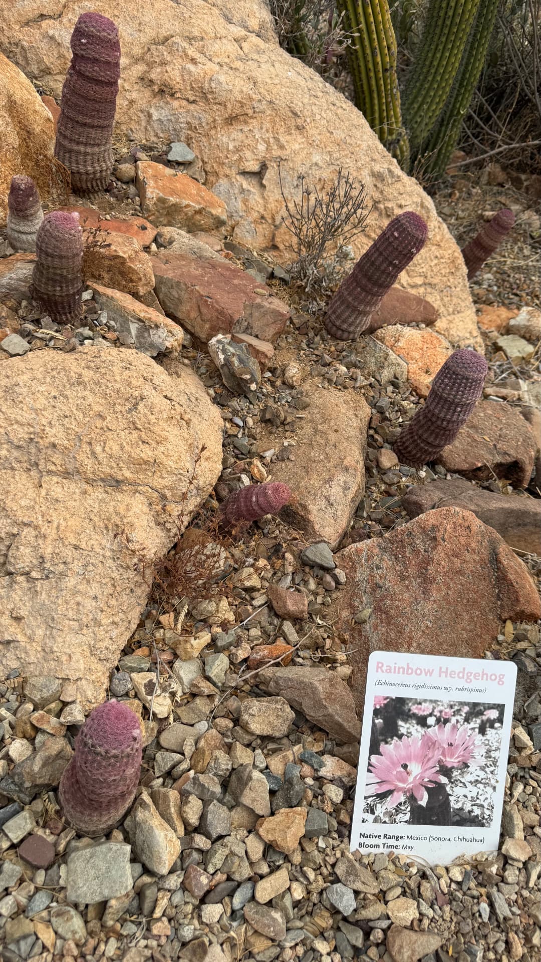 Saguaro National Park and Tucson travel photograph 43