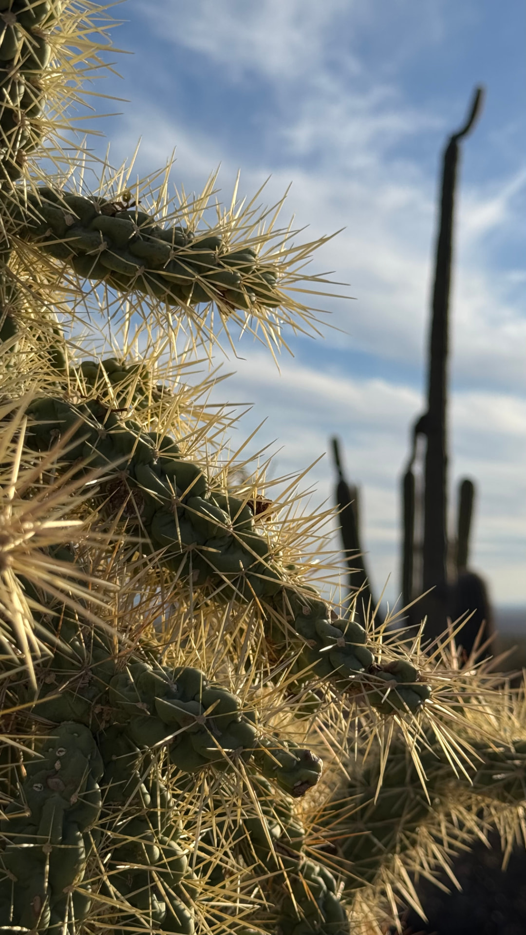 Saguaro National Park and Tucson travel photograph 52