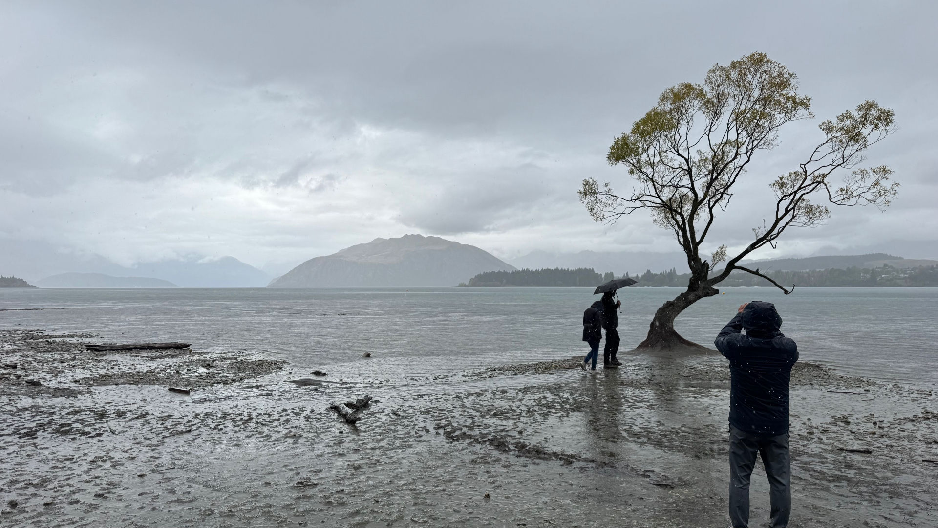 The lone willow tree of Lake Wanaka, its crooked trunk rising out of the water on a grey, rainy day
