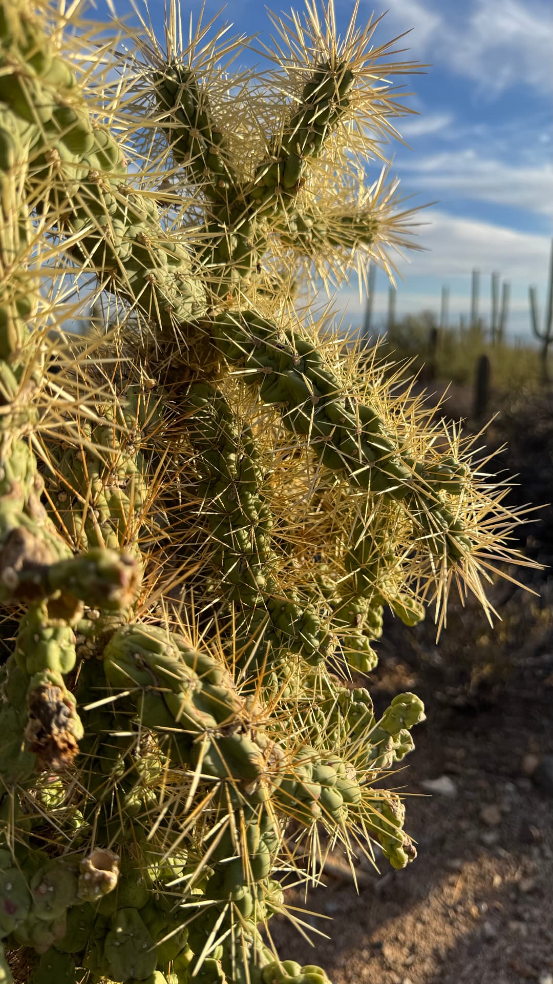 Saguaro National Park and Tucson travel photograph 54