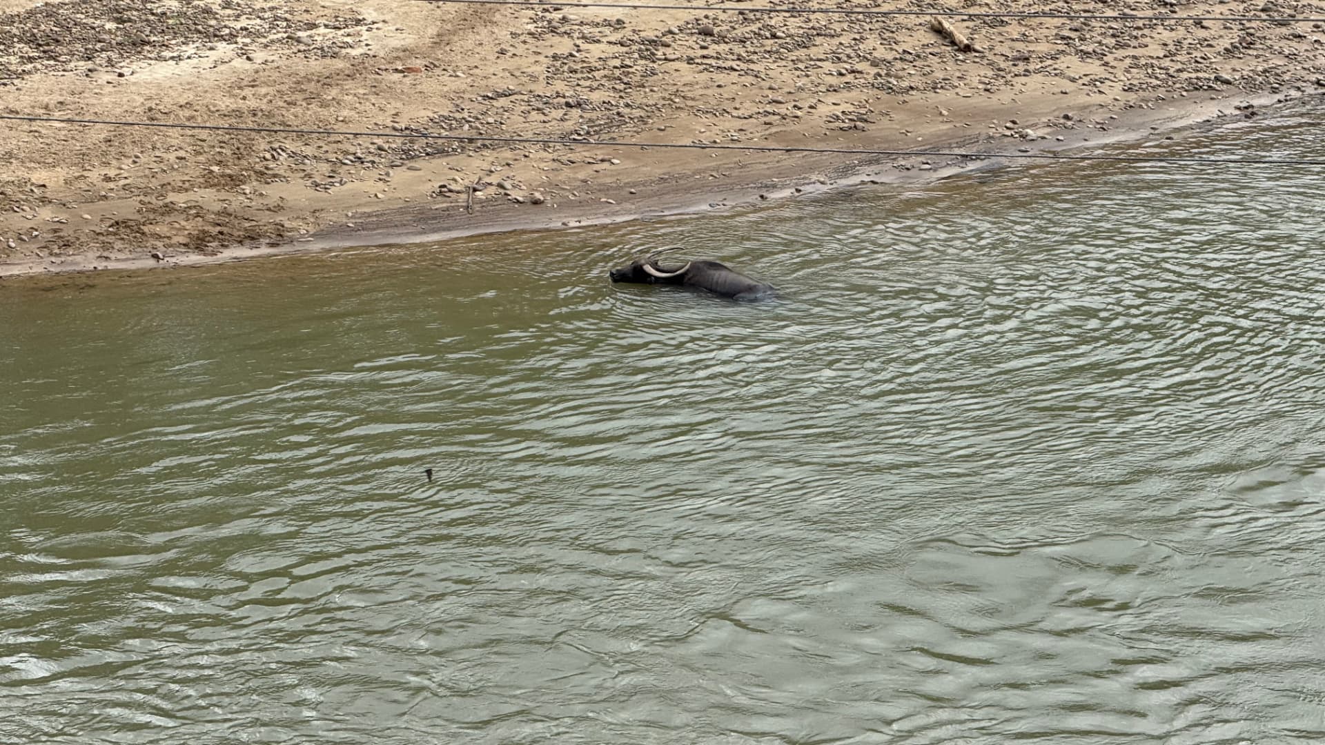 A buffalo cooling off in the water in Kota Kinabalu, 2025