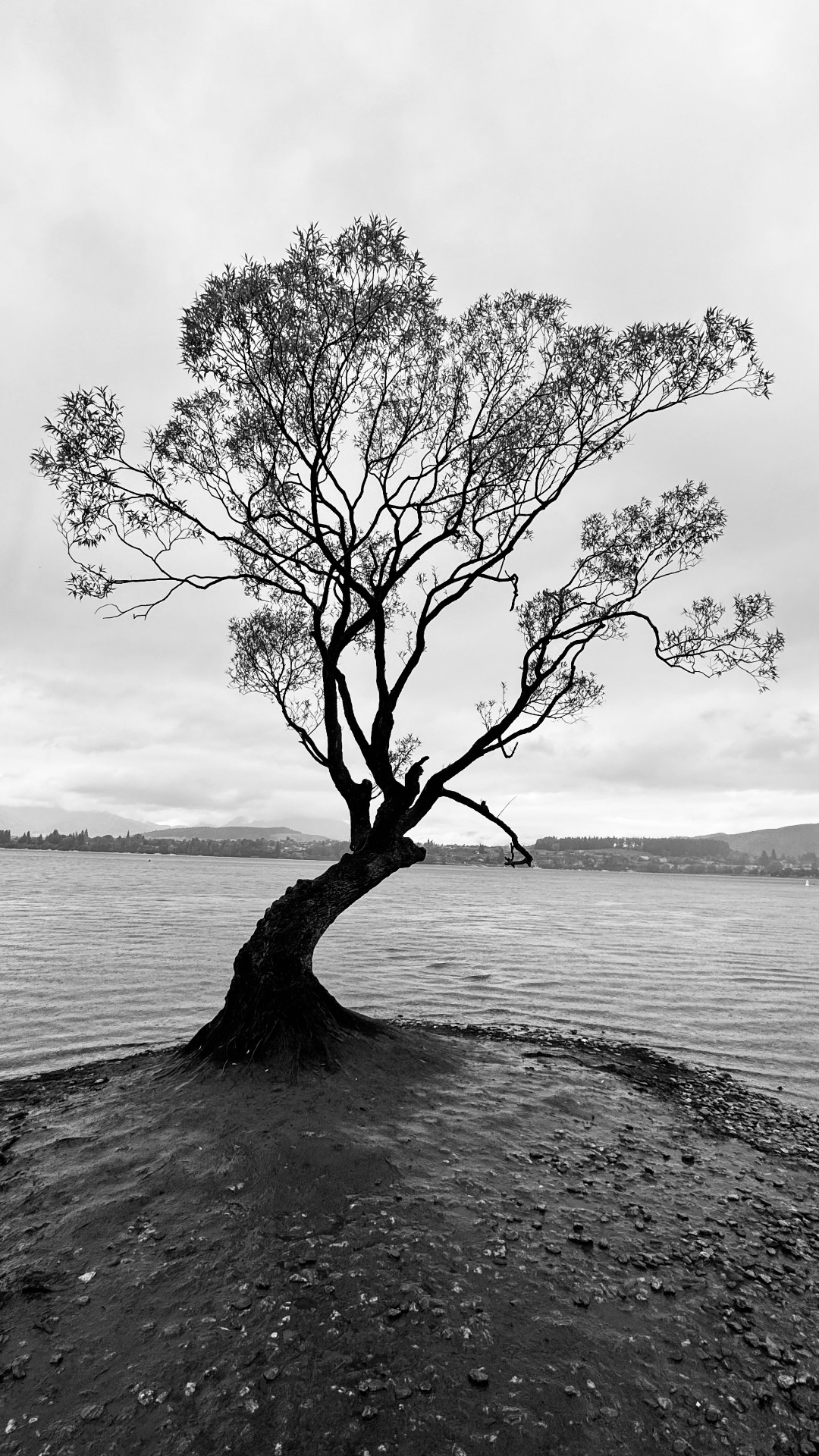 A black-and-white silhouette of a single leaning tree growing from the shallow edge of a lake