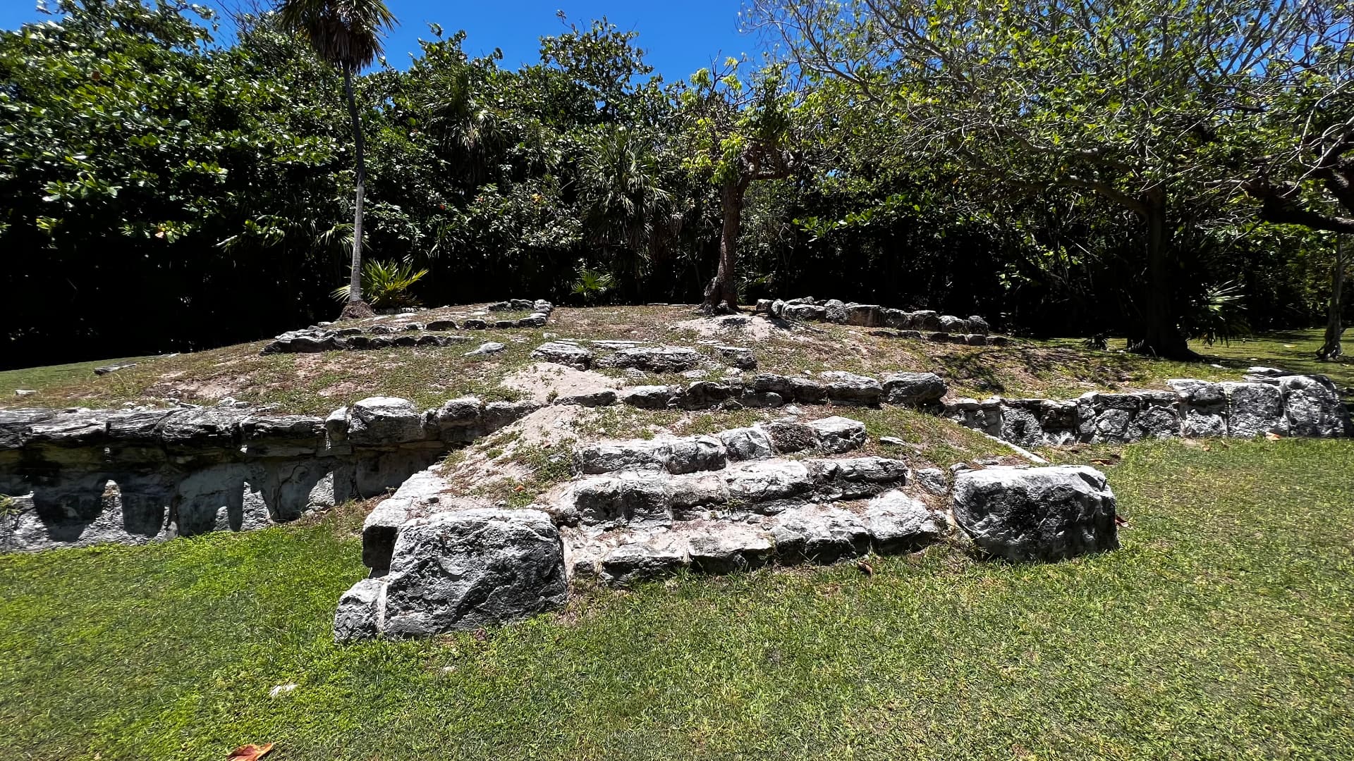 Low limestone foundations among tropical trees