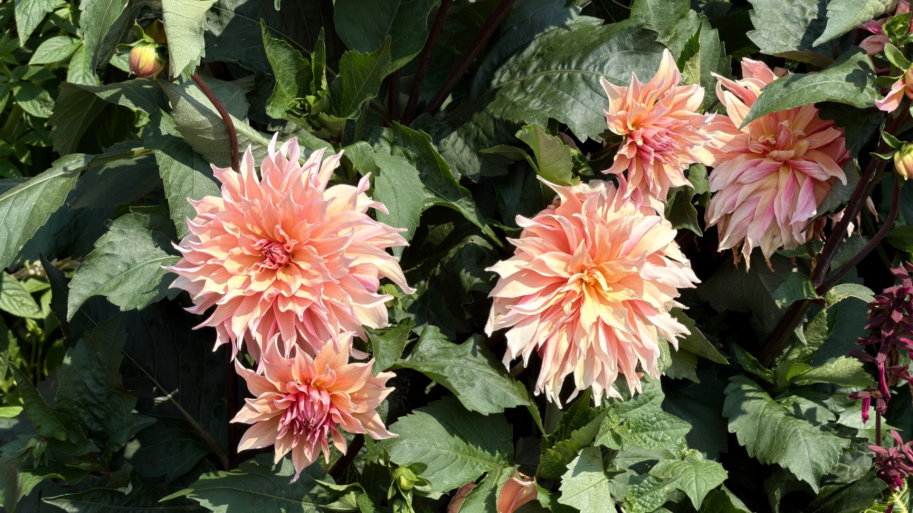 Large peach and pink dahlias surrounded by deep green leaves