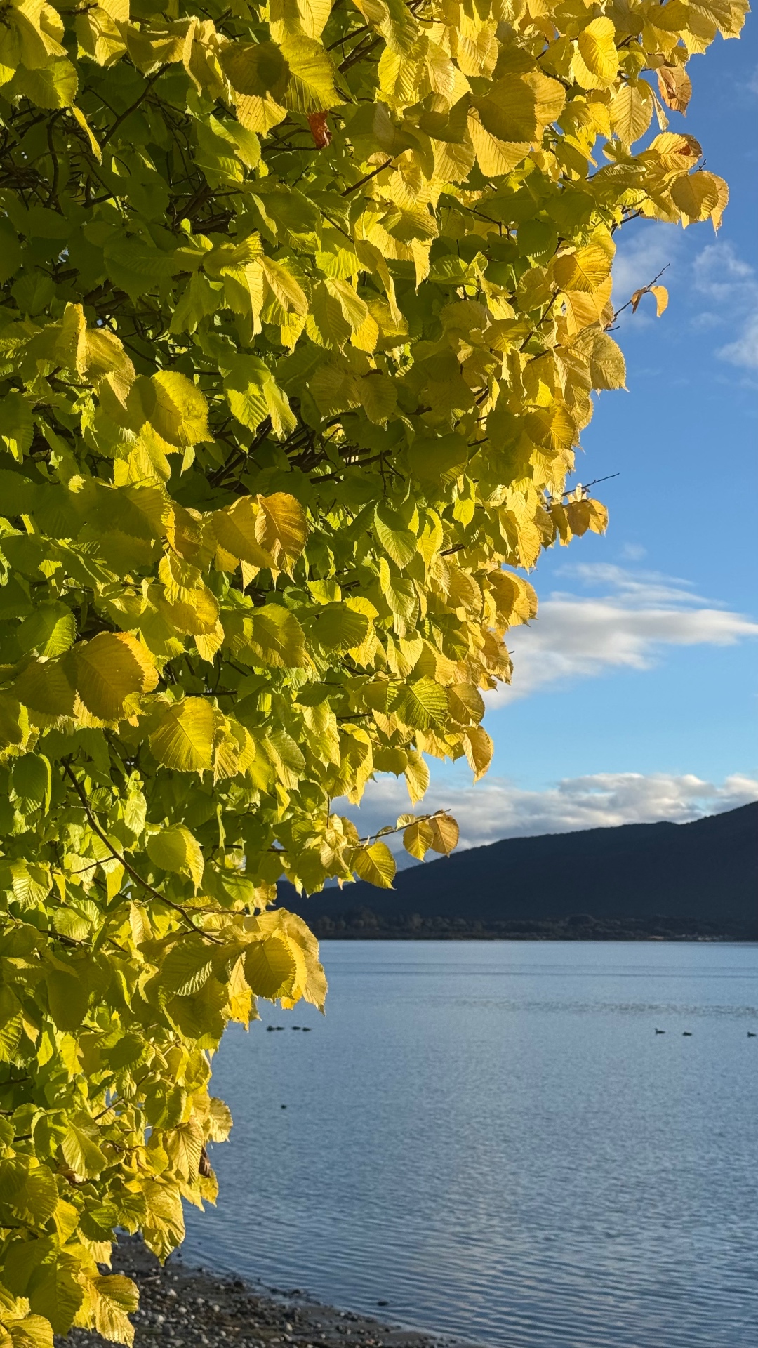 Yellow autumn leaves against the blue water of Lake Te Anau