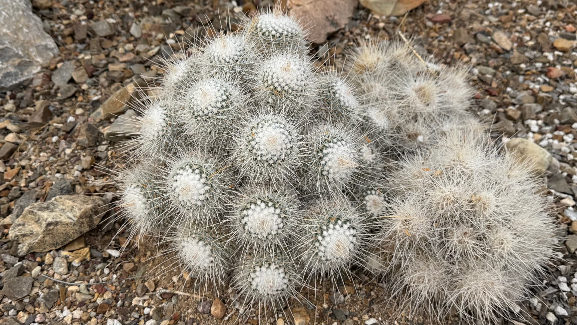 Saguaro National Park and Tucson travel photograph 46